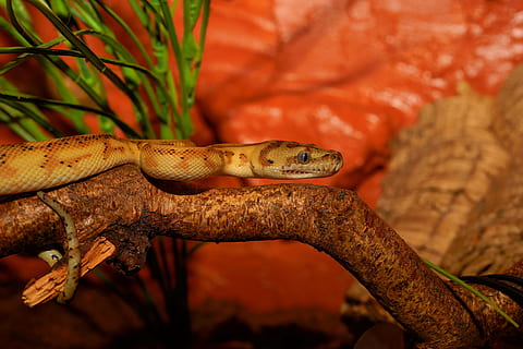 ruda, juoda, gyvatė, filialas, kiliminė python, terariumas, Uždaryti, skalė, portretas, siaurėjantis, ropliai, egzotiškas, pythonas, grožis, gyvūnas, grakštus, padaras, kilnus, gyvūnų portretas, ne toksiškas, Australija, spalvinga, pašaras, modelį, egzotika, boa, žavinga, medžio gyvatė, deimantų pythonas, pobūdį, terraristik, mėsėdžiai, akys, gyvūnų temos, vienas gyvūnas, gyvūnų gyvūnija, stuburiniai, gyvūnams, driežas, nėra žmonių, medis, Iš arti, sutelkti dėmesį į naujas žinias, gecko, dieną, augalų, lauke, gyvūnų kūno dalis, atogrąžų miškai, nuodingas, gyvūnų skalė, 5K, CC0, Viešasis domenas, nemokamai