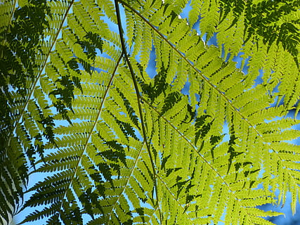 felci, verde, le foglie, frondoso, piante, fogliame, flora, rami, steli, racemi, soleggiato, luminosa, colorato, luce del sole, natura, naturale, blu, cielo, sfondo del cielo, foglia, albero, pianta, sfondi, foresta, colore verde, avvicinamento, estate, ramo, modello, parte vegetale, crescita, bellezza nella natura, giorno, nessuno, la tranquillità, all'aperto, Inquadratura dal basso, fotogramma intero, freschezza, direttamente sotto, 4K, CC0, dominio pubblico, privo di copyright