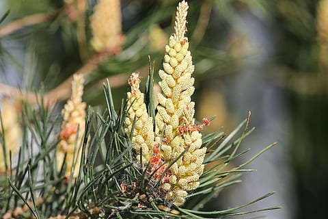 dennenboom bloem, pijnboom, tik, klein, jong, scheuten, toenemen, groei, natuur, dennenappels, naaldboom, boom, groen, grenen kas, grenen tak, fabriek, dichtbij, takken, foliation, de lente, mooi, tak, lente ontbloeit, romance, schoonheid in de natuur, focus op de voorgrond, dag, detailopname, geen mensen, groene kleur, kalmte, buitenshuis, land-, versheid, selectieve aandacht, zonlicht, veld-, eten en drinken, voedsel, 4K, CC0, publiek domein, royaltyvrij