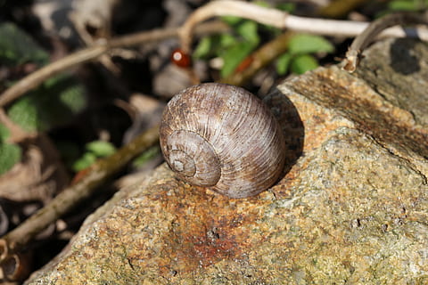 konk, orm, forår, sten-, natur, dyreliv, dyre temaer, dyr, mollusk, dyr i naturen, skal, havsnegle, dyreskal, et dyr, snegl, hvirvelløse, tæt på, træ, ingen mennesker, dag, plante, klippe, rock-objekt, udendørs, kravle, 8K, CC0, offentligt domæne, royaltyfrie