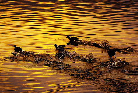 ocell, riu, vol, coot, Japó, posta de sol, esprai, tardor, aigua, animal, grup d’animals, vertebrats, temes d'animals, davant del mar, animals a la natura, llac, fauna animal, nedar, ànec, naturalesa, aus de corral, cap gent, ondulat, reflexió, ocell jove, a l'aire lliure, família d’animals, 4K, CC0, domini públic, lliure de regalies