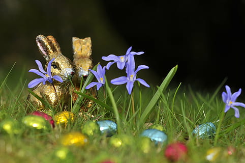 dybde, feltfotografering, blå, blomster, påske, hare, påskeegg, gress, vår, gull, påskeharen, kitsch, gull folie, figur, gylden, god påske, sukkertøy, barn, påske dekorasjon, blomstrende plante, blomst, anlegg, natur, skjønnhet i naturen, dyr, nærbilde, selektiv fokusering, friskhet, feiring, petal, dyre temaer, ingen folk, lilla, ferie, våren, dyreliv, blomsterhodet, iris, krokus, 4K, CC0, offentlig domene, opphavsrett gratis