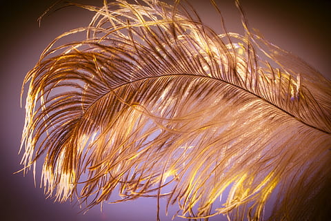 foto, marró, ploma, Strauss Spring, facilitat, Strauss, tancar, ploma d’ocells, vestit de primavera, plomatge, ocell, airejat, licitació, naturalesa, cap gent, moviment, primer pla, a l'aire lliure, cel, nit, il·luminat, Palmera, creixement, vista d’angle baix, moviment borrós, exposició llarga, bellesa a la natura, planta, clima tropical, esdeveniment, celebració, fulla de palma, 2K, CC0, domini públic, lliure de regalies
