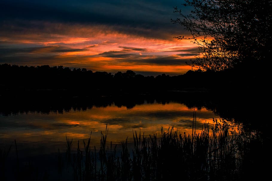silhouette, alberi, tramonto, corpo, acqua, boschi, nube, albero, riflessione, lago, Alba, cielo notturno, natura, Wisley, stagno, lunga esposizione, notte, selvaggio, bellezza nella natura, la tranquillità, scenics - natura, scena tranquilla, cielo, colore arancione, pianta, nuvola - cielo, idilliaco, nessuno, scena non urbana, cielo drammatico, lago di riflessione, 5K