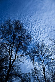 tree, branch, cloud, reverse light, sky, leaves, silhouette, plant, beauty in nature, low angle view, bare tree, scenics - nature, tranquility, nature, no people, cloud - sky, day, blue, outdoors, winter, tranquil scene, growth, tree canopy, 4K, CC0, public domain, royalty free