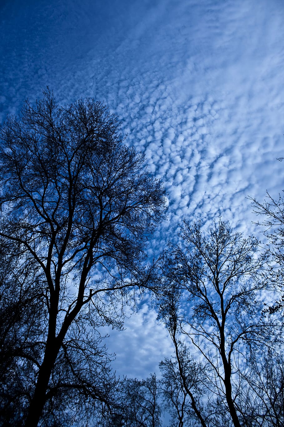 albero, ramo, nube, luce retromarcia, cielo, le foglie, silhouette, pianta, bellezza nella natura, Inquadratura dal basso, albero nudo, scenics - natura, la tranquillità, natura, nessuno, nuvola - cielo, giorno, blu, all'aperto, inverno, scena tranquilla, crescita, baldacchino di albero, 4K