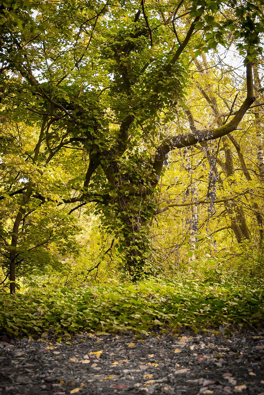 arbre, cobert, bosc, molsa, verd, molsa, verd, tardor, baustamm, naturalesa, inici de tardor, escorça, vell, Festival, llac, fusta, a l'aire lliure, full, planta, bellesa a la natura, creixement, terra, tranquil·litat, part de la planta, color verd, dia, branca, cap gent, llum solar, escena tranquil·la, escenics - natura, sendera, canvi, 4K