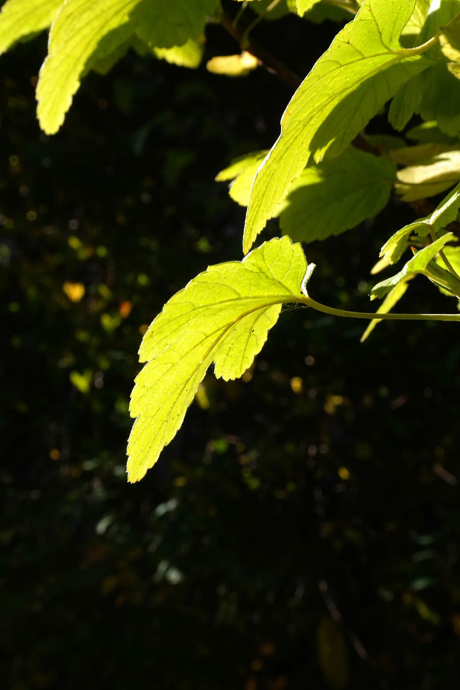full, llum de fons, verd brillant, sol, brillant, verd, arbust, grosella, ribes, grosella de sang, ribes sanguineum, corpuscle, creixement, naturalesa, primer pla, color verd, a l'aire lliure, part de la planta, planta, bellesa a la natura, cap gent, dia, centrar-se en primer pla, llum solar, camp, vulnerabilitat, arbre, enfocament selectiu, frescor, terra, fragilitat, fulles, 5K