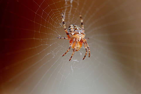 spider, insect, close, cobweb, animal, nature, network, animal themes, invertebrate, arachnid, animal wildlife, spider web, animals in the wild, one animal, arthropod, close-up, fragility, zoology, selective focus, vulnerability, macro, no people, animal body part, focus on foreground, outdoors, animal leg, web, poisonous, 1080P, CC0, public domain, royalty free