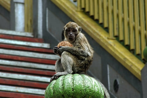 mico, protegir, seure, coco, mamífer, vigilant, asia, criatura, atenció, animal, bonic, primat, fauna animal, un animal, animals a la natura, estructura construïda, vertebrats, arquitectura, cap gent, centrar-se en primer pla, assegut, dia, vista d’angle baix, mirant cap a fora, barana, a l'aire lliure, 1080P, CC0, domini públic, lliure de regalies