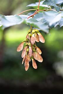 braun, Grün, Blatt Pflanze, Ahorn, Obst, Ahornfrucht, schließen, Nahansicht, Pflanze, Wachstum, Fokus auf den Vordergrund, Baum, Blatt, keine Leute, Tag, Pflanzenteil, Essen und Trinken, Natur, Lebensmittel, Schönheit in der Natur, gesundes Essen, Frische, draußen, selektiver Fokus, Zweig, Ast, verwelkte Pflanze, 5K, CC0, gemeinfrei, lizenzfrei