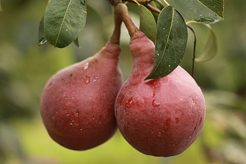 Peer, fruit, rood, eten en drinken, versheid, laten vallen, fabriek, voedsel, blad, deel van de plant, detailopname, gezond eten, focus op de voorgrond, natuur, groei, geen mensen, rijp, boom, dag, water, groene kleur, welzijn, 4K, CC0, publiek domein, royaltyvrij