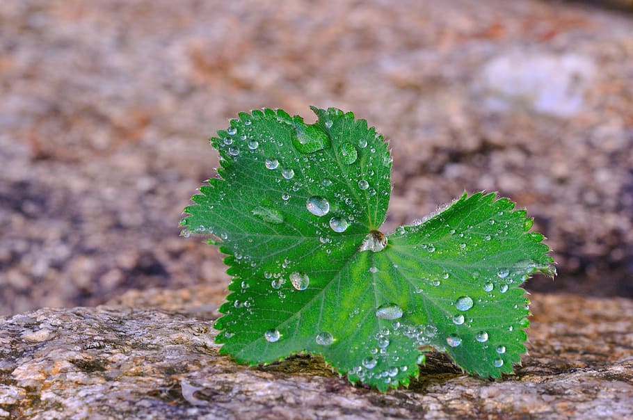 abric de plata, planta, full, pedra, gota de pluja, gota d’aigua, macro, naturalesa, creixement, color verd, primer pla, part de la planta, cap gent, bellesa a la natura, dia, terra, brutícia, a l'aire lliure, aigua, centrar-se en primer pla, frescor, menjar, tirar, rock, 4K