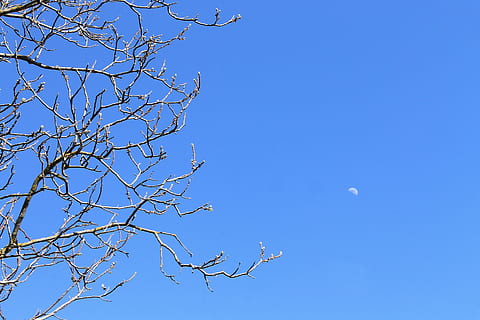céu, fundo, azul, filiais, arvores, natureza, Primavera, plantar, natural, exterior, sai, jardim, madeira, árvore, ramo, ao ar livre, temporada, origens, floresta, céu limpo, lua, visão de baixo ângulo, árvore nua, beleza na natureza, ninguém, tranquilidade, dia, scenics - natureza, copie o espaço, meia-lua, crescente, espaço, astronomia, lua planetária, 1080P, CC0, domínio público, royalty free