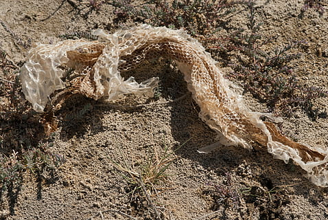 slangeskinn, struktur, Botswana, ett dyr, dyreliv, dyr i naturen, dyre temaer, ingen folk, natur, dag, land, høy vinkel visning, anlegg, tre, utendørs, vekst, sollys, felt, sand, død plante, nærbilde, trestamme, stamme, skjønnhet i naturen, ro, vann, drivved, 4K, CC0, offentlig domene, opphavsrett gratis