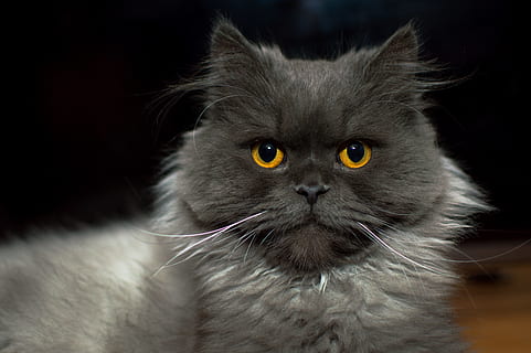 kucing persia abu-abu, kucing, anak kucing, mengeong, melihat, futrzak, mantel, cambang, alam, mata kucing, Abu-abu, kumis, kucing rumahan, hewan, binatang, membelai, kucing normal, kucing duduk, tema binatang, mamalia, satu binatang, hewan peliharaan, lokal, binatang lokal, potret, kucing persia, dalam ruangan, melihat kamera, rambut hewan, bagian tubuh hewan, mencari, rambut, latar belakang hitam, licik, tidak ada orang, kepala hewan, mata kuning, mata binatang, 5K, CC0, domain publik, bebas royalti