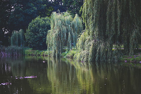fotografia do lago, dia, salgueiro, árvore, arvores, verde, natureza, agua, lagoa, rio, ribeirinha, orla, lençol freático, parque, jardim, conto de fadas, floresta, lago, ao ar livre, reflexão, plantar, beleza na natureza, tranquilidade, crescimento, beira-mar, cena tranquila, scenics - natureza, terra, ninguém, cena não urbana, idílico, 5K, CC0, domínio público, royalty free