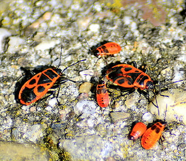 bug, insetti di fuoco, Pyrrhocoris, vicino, rosso, insetto, natura, animale, mondo animale, macro, giardino, arancia, molti, foto di insetti, strisciare, pavimento di pietra, fauna, registrazione animale, estate, temi animali, invertebrato, fauna selvatica, animali allo stato selvatico, gruppo di animali, farfalla - insetto, avvicinamento, ala animale, nessuno, bellezza nella natura, segni di animali, due animali, giorno, scarafaggio, macchiato, colore arancione, all'aperto, farfalla, 1080P, CC0, dominio pubblico, privo di copyright