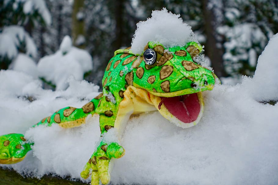 lėlių, sniegas, varlė, mielas, simbolis, juokinga, animacinis filmas, žalia spalva, pobūdį, nėra žmonių, dieną, šalta temperatūra, atstovavimas, žiemą, Iš arti, augalų, lauke, žemės, gyvūnas, aplinką, medis, sutelkti dėmesį į naujas žinias, gyvūnų temos, gyvūnų atstovavimas, portretas, 5K