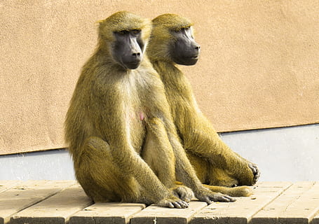 monkey, baboon, pair, sit, cohesion, tiergarten, nuremberg, animal themes, animal wildlife, animals in the wild, primate, animal, mammal, vertebrate, sitting, no people, group of animals, day, sunlight, two animals, wall - building feature, young animal, animal family, looking away, zoo, nature, outdoors, care, 2K, CC0, public domain, royalty free