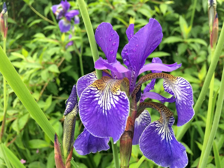 flor, iris, naturalesa, primavera, floral, jardineria, pluja, full, porpra, gota de pluja, Columbia Britànica, creixement, pètal, fragilitat, planta amb flors, planta, vulnerabilitat, bellesa a la natura, frescor, cap de flor, inflorescència, primer pla, iris - planta, centrar-se en primer pla, dia, cap gent, botànica, 2K