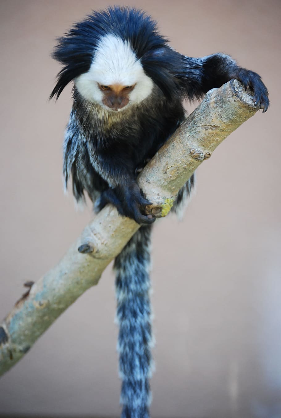scimmia, blu, bianca, scimmia, blu, un animale, fauna selvatica, animali allo stato selvatico, temi animali, nessuno, uccello, animale, vertebrato, ramo, concentrarsi sulle conoscenze acquisite, giorno, primate, natura, all'aperto, avvicinamento, albero, lunghezza intera, appollaiati, zoologia, 2K