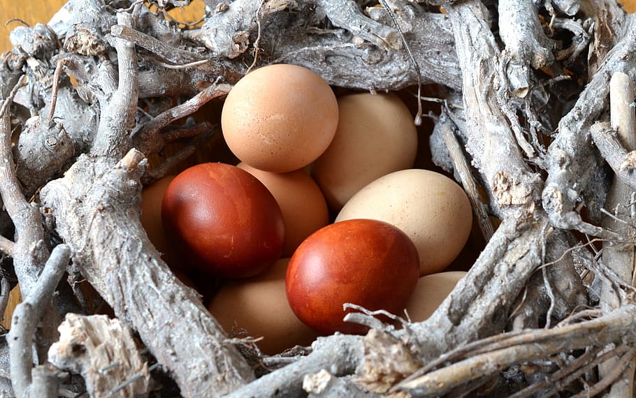 maro, bej, ouă, ou, oua de Paste, mânca, cuib, Paști, alimente, culoare, mancare si bautura, fragilitate, vulnerabilitate, nici o persoana, natură, cuib de animale, viață nouă, ou animal, mâncat sănătos, bunăstare, a închide, începuturi, prospeţime, copac, mancare cruda, grup de obiecte, plantă, în aer liber, 2K