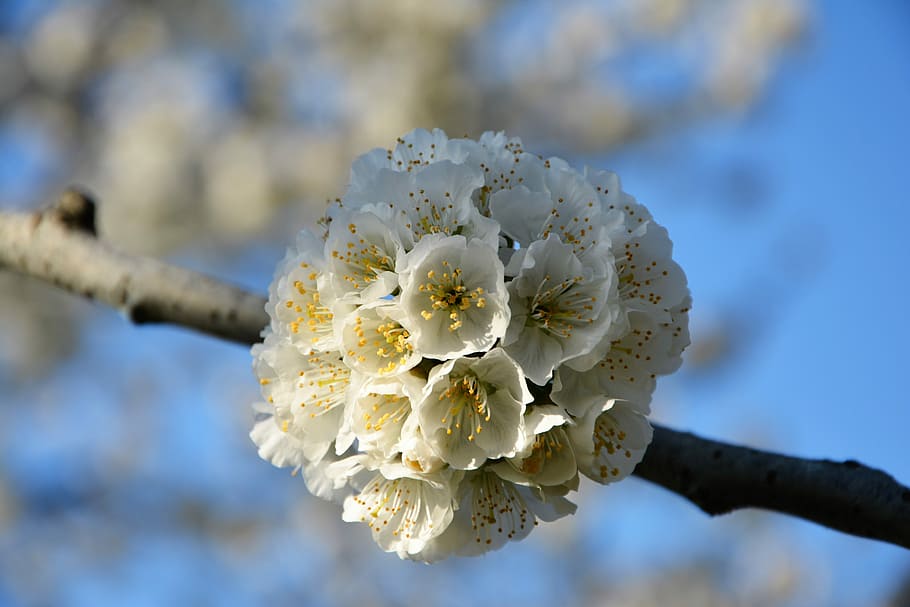 cirera, flor, ramita, primavera, naturalesa, flors de primavera, jardí, macro, tancar, planta, gall dindi, macro chichewa, brot, detalls de tirs, fons, bonic, primavera de chichewa, blanc, cel, incidentalment primavera, flors blanques, branca de la cirera, primer pla, hivern, cap gent, a l'aire lliure, dia, vulnerabilitat, planta amb flors, fragilitat, bellesa a la natura, frescor, centrar-se en primer pla, creixement, Color blanc, inflorescència, pètal, cap de flor, branca, arbre, pol·len, flor de pruna, flor de cirerer, 5K