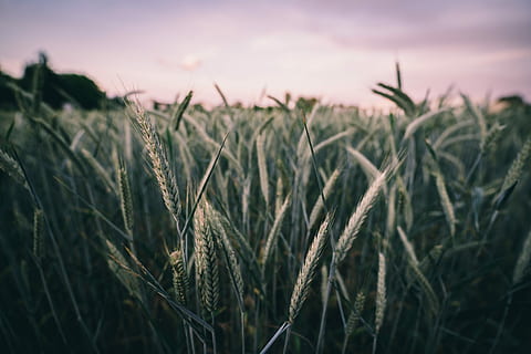 a închide, fotografie, iarba de grau, fotografierea macro, verde, plante, iarbă, porumb, cereale, a decupa, camp, fermă, natură, în aer liber, apus de soare, răsărit, cer, vară, agricultură, planta de cereale, rural, creştere, peisaj, plantă, teren, grâu, nici o persoana, mediu inconjurator, frumusețe în natură, să se concentreze asupra primelor elemente, liniște, 5K, CC0, domeniu public, fără drepturi de autor
