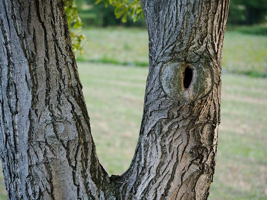 arbre, registre, escorça, naturalesa, fusta, humor, troncs d’arbres, soques, estructura de fusta, estructura, paisatge, textura, tronc de l'arbre, tronc, planta, centrar-se en primer pla, primer pla, escorça de la planta, dia, cap gent, a l'aire lliure, emoció, creixement, bosc, terra, patró, temes d'animals, aspre, un animal, 4K