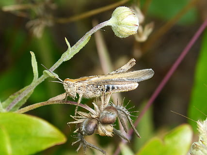 cavalletta, aragosta, piccolo, minuscolo, insetto, orthopteron, invertebrato, fauna selvatica, temi animali, animale, animali allo stato selvatico, un animale, avvicinamento, pianta, natura, concentrarsi sulle conoscenze acquisite, giorno, colore verde, parte del corpo animale, messa a fuoco selettiva, nessuno, antenna animale, crescita, parte vegetale, foglia, all'aperto, ala animale, 2K, CC0, dominio pubblico, privo di copyright