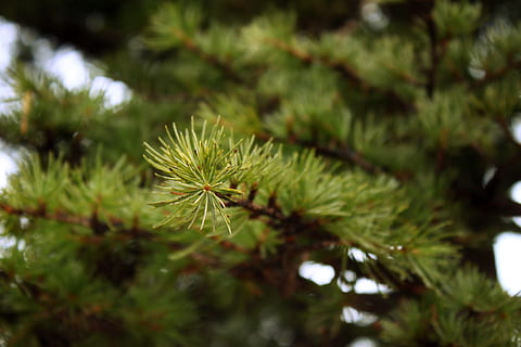 fyrretræ, fyrgren, grannåle, træ, natur, nåle, grøn, plante, vækst, grøn farve, skønhed i naturen, ingen mennesker, fokus på forgrunden, tæt på, dag, friskhed, selektiv fokusering, ro, udendørs, blad, nåletræ, afdeling, blomst, plante del, strittende, 4K, CC0, offentligt domæne, royaltyfrie