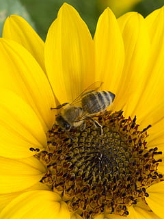 bi, insekter, foder, makro, natur, blommor, solros, blomma, blommande växt, kronblad, skönhet i naturen, insekt, blomhuvud, sårbarhet, bräcklighet, friskhet, ryggradslös, djurteman, djur-, blomställning, gul, djur i det vilda, ett djur, närbild, tillväxt, djurliv, växt, pollen, pollinering, inget folk, utomhus, 4K, CC0, offentligt domän, royaltyfria