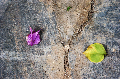 feuilles, Trois, division, feuille, partie de la plante, plante, beauté dans la nature, fleur, vulnérabilité, personne, fragilité, fermer, vue grand angle, la nature, plante à fleurs, fraîcheur, journée, pétale, en plein air, l'automne, directement au-dessus, couleur verte, texturé, changement, tête de fleur, violet, 4K, CC0, domaine public, libre de droits