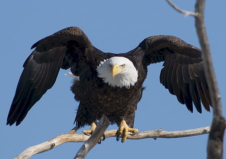calvo, águila, marrón, tronco de arbol, Águila calva, presa, raptor, pájaro, naturaleza, alas, untado, salvaje, retrato, americano, símbolo, plumas, dom, majestuoso, depredador, árbol, posado, miembro, rama, animal, animales en la naturaleza, fauna animal, temas de animales, ave de rapiña, vertebrado, un animal, alas abiertas, águila - pájaro, vista de ángulo bajo, nadie, día, 1080P, CC0, dominio público, libre de derechos