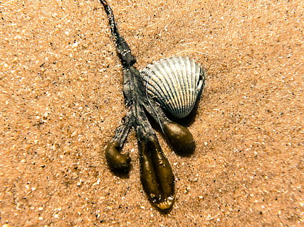 playa, cáscara, algas marinas, concha, playa de arena, macro, extracto de la playa, decorativo, cerrar, temas de animales, animal, fauna animal, animales en la naturaleza, un animal, tierra, de cerca, naturaleza, vista de alto ángulo, nadie, invertebrado, día, insecto, arena, al aire libre, luz del sol, belleza en la naturaleza, sólido, texturizado, marina, 2K, CC0, dominio público, libre de derechos