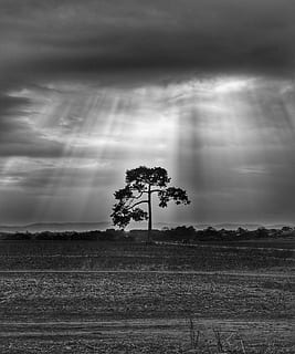 lone, træ, stråler, landskab, solstråler, storm, skyer, regnfuld, Mark, humørsyg, scene, vejr, naturlig, natur, miljø, sollys, naturskøn, sort og hvid, solskin, solstråle, græs, udendørs, lys, sommer, solrig, Belize, spansk udkig, Land, plante, sky - himmel, himmel, jord, rolig scene, ro, skønhed i naturen, scenics - natur, vækst, ingen mennesker, ikke-urbane scene, dag, idyllisk, 4K, CC0, offentligt domæne, royaltyfrie