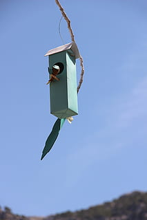 ptačí krmítko, hnízdění, box, hnízdiště, pomoc vnoření, ptáků, hnízdo, inkubátor, dekorace, girlanda, festdeko, Dovolená, tradice, Španělsko, závěsný, humor, modrý, čisté nebe, den, nebe, nízký úhel pohledu, Příroda, nikdo, slunečního světla, kopie prostor, venku, zaměřit se na popředí, létající, střední vzduch, slunný, zelená barva, ptačí budka, technologie, detail, jeden objekt, 5K, CC0, veřejná doména, bez autorských práv