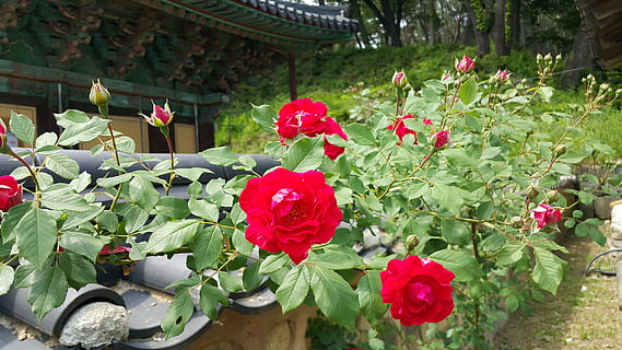rosa, muro di pietra, sezione, fiore, pianta fiorita, pianta, bellezza nella natura, crescita, vulnerabilità, fragilità, natura, freschezza, rosso, petalo, parte vegetale, foglia, giorno, colore rosa, infiorescenza, nessuno, testa di fiore, avvicinamento, all'aperto, vaso di fiori, giardinaggio, 5K, CC0, dominio pubblico, privo di copyright