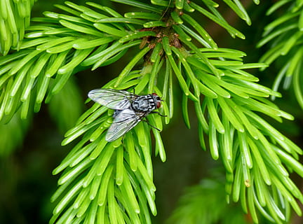 terbang, alam, pohon, bug, warna hijau, hewan, satwa liar hewan, tema binatang, binatang di alam liar, fokus pada latar depan, invertebrata, menanam, serangga, satu binatang, merapatkan, hari, bagian tanaman, daun, sayap binatang, tidak ada orang, keindahan di alam, pertumbuhan, di luar rumah, pohon jenis konifera, 4K, CC0, domain publik, bebas royalti