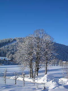 vinter, træ, snedækket, træer, sne, vinterlige, vinterstemning, blå, kold temperatur, himmel, skønhed i naturen, scenics - natur, skyfri himmel, rolig scene, ro, plante, natur, kopiere plads, dækker, ingen mennesker, hvid farve, miljø, landskab, snedækket bjerg, 1080P, CC0, offentligt domæne, royaltyfrie