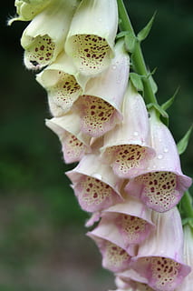 ditale, inferno, viola, bianca, primavera, foresta, prato, pianta medicinale, avvicinamento, pianta, crescita, bellezza nella natura, fiore, pianta fiorita, vulnerabilità, nessuno, fragilità, petalo, concentrarsi sulle conoscenze acquisite, freschezza, testa di fiore, giorno, natura, infiorescenza, colore rosa, messa a fuoco selettiva, all'aperto, botanica, 4K, CC0, dominio pubblico, privo di copyright