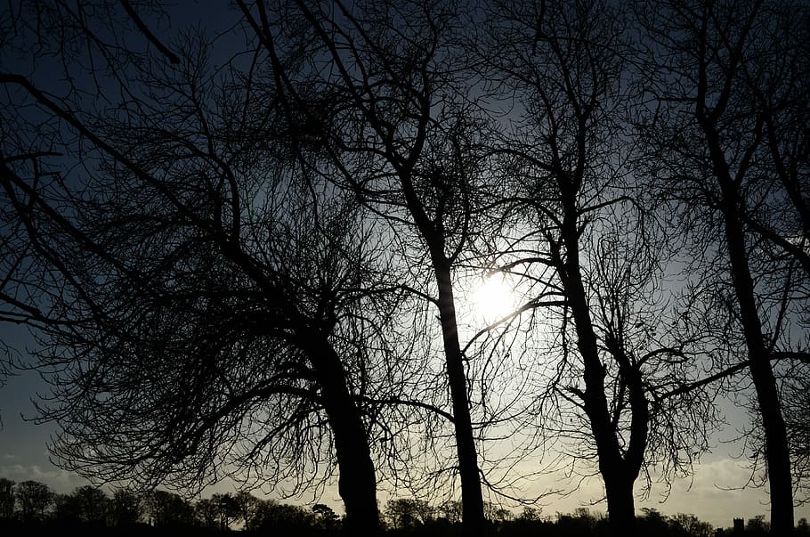 træ, sol, natur, baggrund, lys, baggrund, lys, effekter, bare træ, silhuet, ingen mennesker, afdeling, udendørs, plante, himmel, ro, lav vinkel visning, skønhed i naturen, træstamme, bagagerum, scenics - natur, rolig scene, skumring, solnedgang, vækst, jord, træ baldakin, 4K