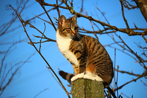 Brun, hvid, tabby, kat, stående, pol, killing, makrel, stolpe, Mieze, tiger kat, himmel, grene, kat ansigt, feline, et dyr, lav vinkel visning, dyre temaer, pattedyr, dyr, indenlandske kat, afdeling, træ, hvirveldyr, plante, husdyr, bare træ, ingen mennesker, kæledyr, natur, indenlandske, dag, bakkenbart, 5K, CC0, offentligt domæne, royaltyfrie