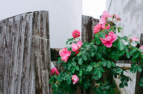 vecchio, recinto, Rose, natura, fiore, legno - materiale, Casa, pianta, all'aperto, estate, colore rosa, giorno, nessuno, pianta fiorita, bellezza nella natura, vulnerabilità, fragilità, crescita, freschezza, petalo, avvicinamento, foglia, parte vegetale, caratteristica della parete, infiorescenza, testa di fiore, 4K, CC0, dominio pubblico, privo di copyright