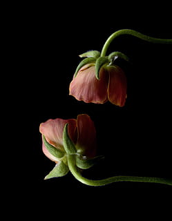 dos, rosa, flors de pètals, ranunculus, brillant, primavera, flor, florir, naturalesa, tir de l'estudi, fons negre, frescor, planta amb flors, bellesa a la natura, a l'interior, planta, primer pla, vulnerabilitat, pètal, fragilitat, cap de flor, inflorescència, cap gent, tallar, tija de la planta, creixement, còpia espai, 4K, CC0, domini públic, lliure de regalies