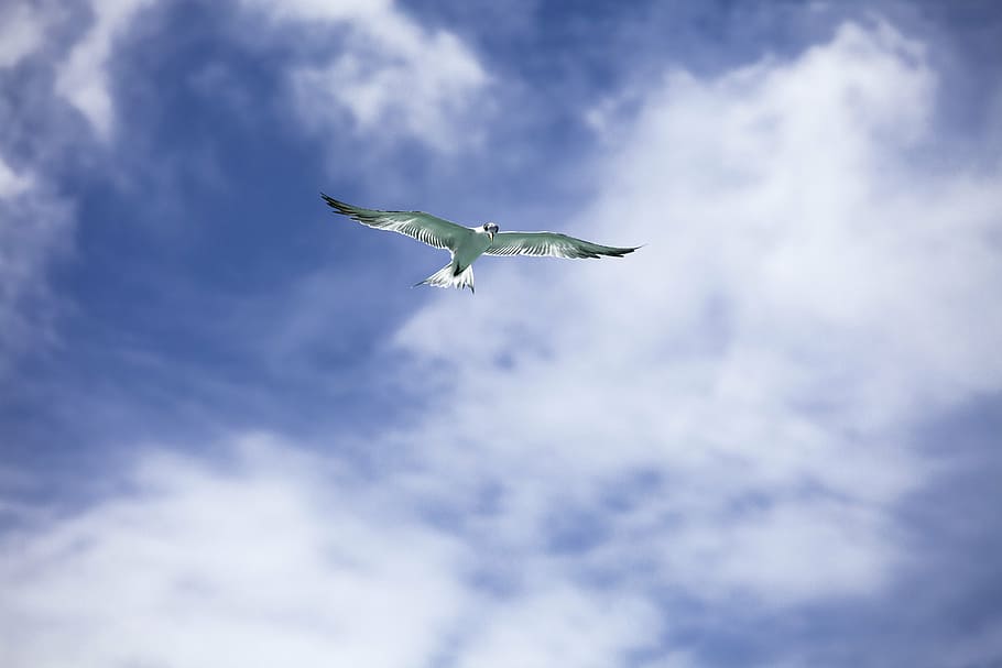 ocell, alça, ennuvolat, cel, goleta comuna, vol, tropical, illes widi, halmahera, indonèsia, núvol - cel, volant, un animal, temes d'animals, a l'aire, cap gent, dia, avió, naturalesa, vista d’angle baix, animal, vertebrats, fauna animal, ales separades, animals a la natura, blau, part del cos dels animals, a l'aire lliure, gavina, directament a sota, arribada, 5K