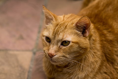 gato, pets, vermelho, tomcat, tomcat vermelho, um animal, temas animais, gato doméstico, ninguém, fechar-se, mamífero, animal, felino, doméstico, animais domésticos, vertebrado, bigode, olhando, parte do corpo animal, animal jovem, olhando para longe, cabeça de animal, focar em primeiro plano, gatinho, olho animal, gato ruivo, 5K, CC0, domínio público, royalty free
