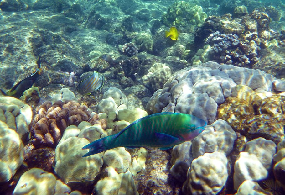 verde, blu, pesce, pesce arcobaleno, oceano, mare, oceano, mare, arcobaleno, marino, subacqueo, colorato, colore, tropicale, superficiale, acqua, Hawaii, vita marina, un animale, animali allo stato selvatico, temi animali, animale, fauna selvatica, vertebrato, sottomarino, nuoto, nessuno, gruppo di animali, natura, roccia, bellezza nella natura, solido, ecosistema, scuola di pesca, 2K