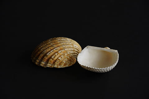 mussels, seashell, shell, black background, animal wildlife, animal shell, studio shot, animal, close-up, no people, animal themes, indoors, natural pattern, mollusk, invertebrate, spiral, sea, cut out, nature, single object, colored background, french food, marine, 5K, CC0, public domain, royalty free